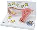3B Scientific 2 stages of ovum