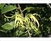 Photographic Prints of WAT-10706 Ylang Ylang Tree - flowers from Ardea Wildlife Pets