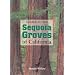 A Guide to the Sequoia Groves of California