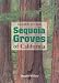Book A Guide to the Sequoia Groves of California