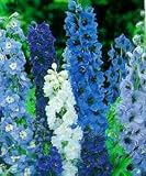 Pacific Giants Delphinium 8 Mixed Plants - SALE* - B000OY8FQI