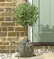 Single Lavender Tree