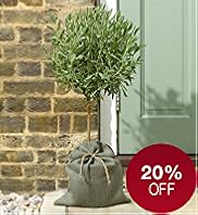 Single Lavender Tree