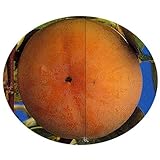 日本最古の甘柿 禅寺丸 (苗木)