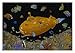Tom Masse (Yellow Submarine) Blacklight Art Poster Print - 22" X 32"