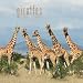 Giraffes 2009 Square Wall Calendar (Multilingual Edition)