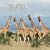 Giraffes 2009 Calendar