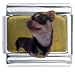 chihuahua26  - Chihuahua Black Animal Photo Italian Charms Bracelet Link
