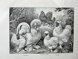 1902 Lewis Wright Poultry Frizzled Fowls Silkies Sultan