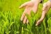 Human Hands Touching Green Grass - 24