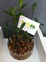 10 Red Mangrove Seedlings in Round Vase Arrangement