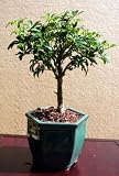 LOUSBONSAINURSERY (INDOOR) HAWAIIAN UMBRELLA BONSAI TREE
