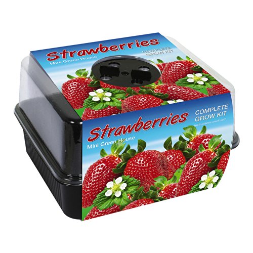 Growing Strawberries in Pots