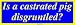 Is a castrated pig disgruntled? Large Bumper Sticker