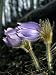 Pasque Flower Grows in Open, Exposed Slopes Early in Spring Photographic Poster Print by Michael S. Quinton, 24x32