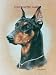 Doberman - Portrait by Cindy Farmer