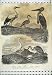 1811 Ornithology Stork Heron Bittern Egret Bittern Bird