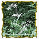 1 Oz Bottlebrush Grass (Hystrix patula) Bulk Seeds