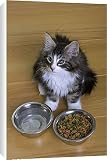 Canvas Prints of Norwegian Silvery Tabby - mackerel a white - by dry food and water bowl from Ardea Wildlife Pets