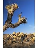 Photographic Prints of Landscape, Joshua Tree National Park from Robert Harding