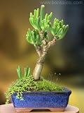 Green Thumb Bonsai Tree for a Black Thumb Person - 'Simplest Care' Bonsai Gift - A Starter Bonsai Tree