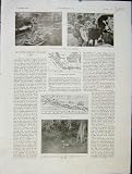 Volcano Java Eruption Volcanic French Print 1931