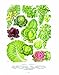 The New Oxford Book of Food Plants