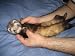 Ferret - 18W x 14H - Peel and Stick Wall Decal by Wallmonkeys