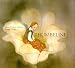書籍: Thumbeline (A Michael Neugebauer book)