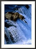 Brown Bear (Grizzly) Fishing at Waterfall, Alaska, USA Collections Framed Photographic Poster Print by Shannon Nace, 25x34