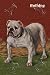 Art Poster, White Bulldog - 18.75 x 27.5