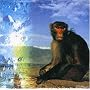 Calming of the Drunken Monkey