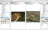 picture of DVD British Birds Version 9 (PC)