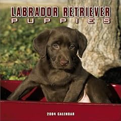 Labrador Retrievers Puppies Wall Calendar: 2004