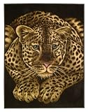 Resting Leopard - 60" X 80" - Wildlife - Throw Blanket