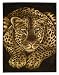 Resting Leopard - 60" X 80" - Wildlife - Throw Blanket