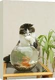 Canvas Prints of Cat - Catching goldfish in bowl from Ardea Wildlife Pets