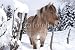 Wallmonkeys Peel and Stick Wall Decals - Cheval Dans Son Parc - 24"W x 16"H Removable Graphic