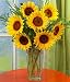 Sunflower Radiance