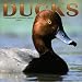 Book Ducks 2004 Calendar