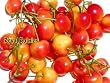 Royal Rainier Cherry Tree Five Gallon