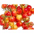 Royal Rainier Cherry Tree Five Gallon