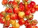 Royal Rainier Cherry Tree Five Gallon
