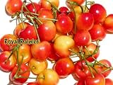 Royal Rainier Cherry Tree Five Gallon