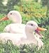 Choosing and Keeping Ducks and Geese