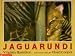 Jaguarundi width=