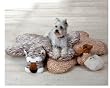Wild Kingdom Tiger Dog Bed - Large