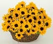 Send Fresh Cut Flowers - 20 Sunflowers