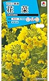 タキイ種苗花菜京都伏見寒咲