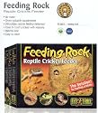 Cricket Feeding Rock Reptile Livefood Feeding Lizard